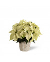 White Poinsettia - 6 inches